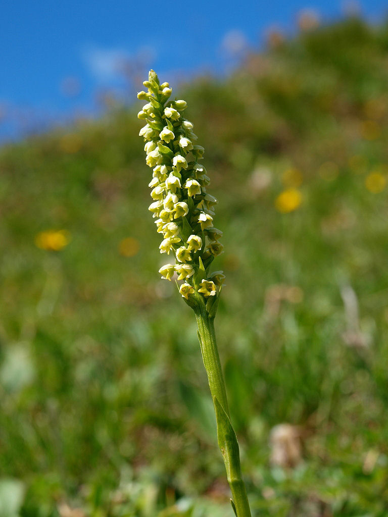 Pseudorchis albida dal Passo Giau